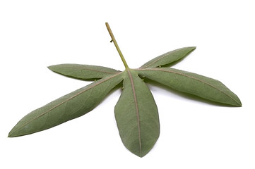 Image showing passiflora leaf