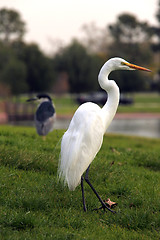 Image showing Snowy Egret Bird Outdoors