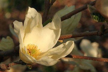 Image showing Sunset Lit Cream Colored Magnolia Flower