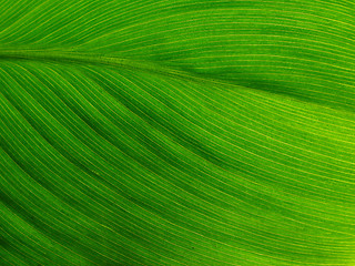 Image showing Beautiful Leaf Texture
