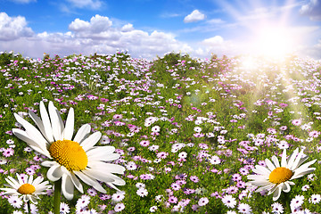 Image showing Happy Field of Colorful Daisies With Bright Sun Flare