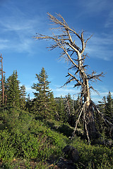 Image showing Beautiful Tree in the Sierra Mountains