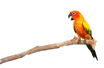 Image showing Sun Conure Parrot Screaming on a Branch