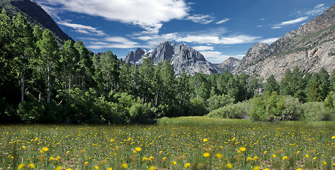 Image showing Field of Flowers in the Eastern Sierras