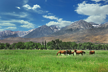 Image showing Horses Living in the Eastern Sierra  Mountains