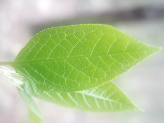 Image showing New spring leaf, dream tone