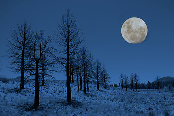 Image showing Moon and Trees in the Sierras
