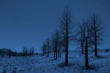 Image showing Moonlit Trees in the Sierra Mountains
