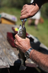 Image showing Removing a Fish Hook From a Trout Mouth