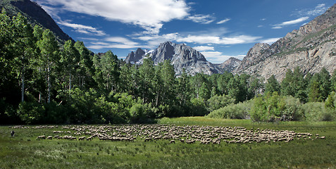 Image showing Sheep Grazing in the Sierra Mountains