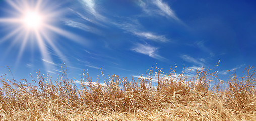 Image showing Golden Wheat Field Panorama With a Beautiful Sky