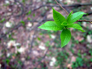 Image showing Spring leaf