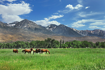 Image showing Brown Horses Grazing in the Mountain Meadows