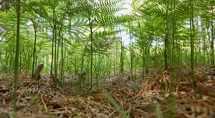 Image showing Fern Fantasy Forest