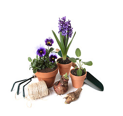 Image showing Gardening Essentials With Plants and Tools