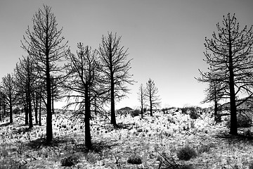 Image showing Stark Tree Landscape in the Sierra Mountains