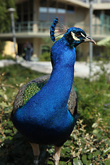 Image showing Closeup of Bright Peacock on a Sunny Day