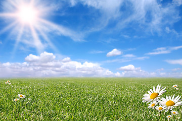 Image showing Bright Beautiful Daisy and Grass Field