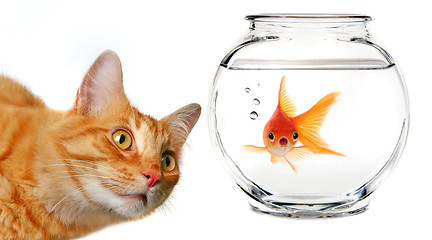 Image showing Calico Cat Watching a Gold Fish