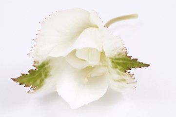 Image showing begonia