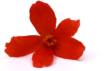 Image showing begonia