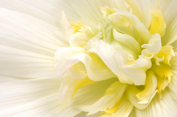 Image showing begonia