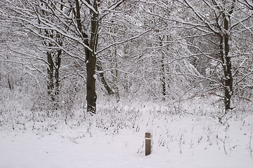 Image showing Winter