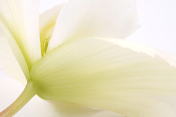Image showing begonia