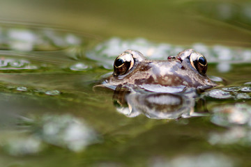 Image showing brown frog