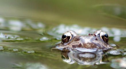 Image showing brown frog