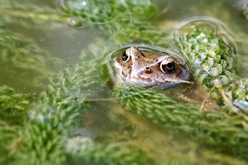 Image showing brown frog