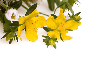 Image showing wildflowers