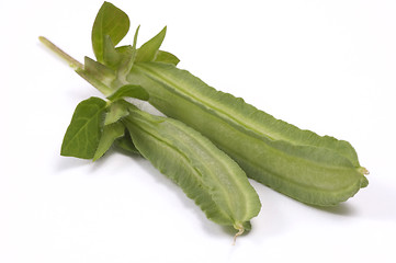 Image showing bean