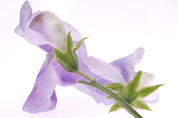 Image showing bean. flower