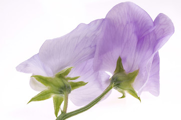 Image showing bean. flower