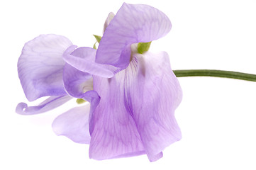 Image showing bean. flower