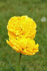 Image showing Yellow tulip