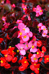 Image showing Pink and red begonia