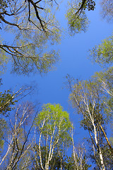 Image showing Sky in the wood