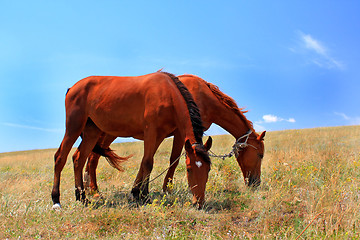 Image showing Two horses