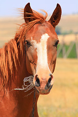 Image showing Horse