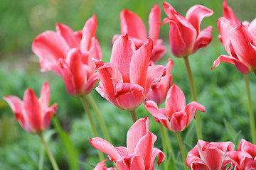 Image showing Scarlet tulips