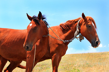 Image showing Horses