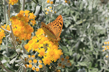 Image showing Butterfly