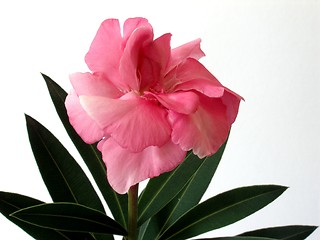 Image showing oleander