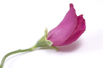 Image showing bean. flower