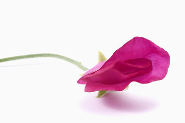 Image showing bean. flower