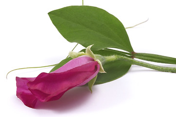 Image showing bean. flower