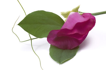 Image showing bean. flower