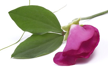 Image showing bean. flower